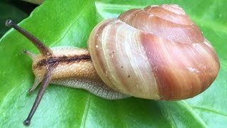 昆虫 かわいくて綺麗なカタツムリ 殻から出てくるところもあります 子供の教材に最適 かたつむり Youtube