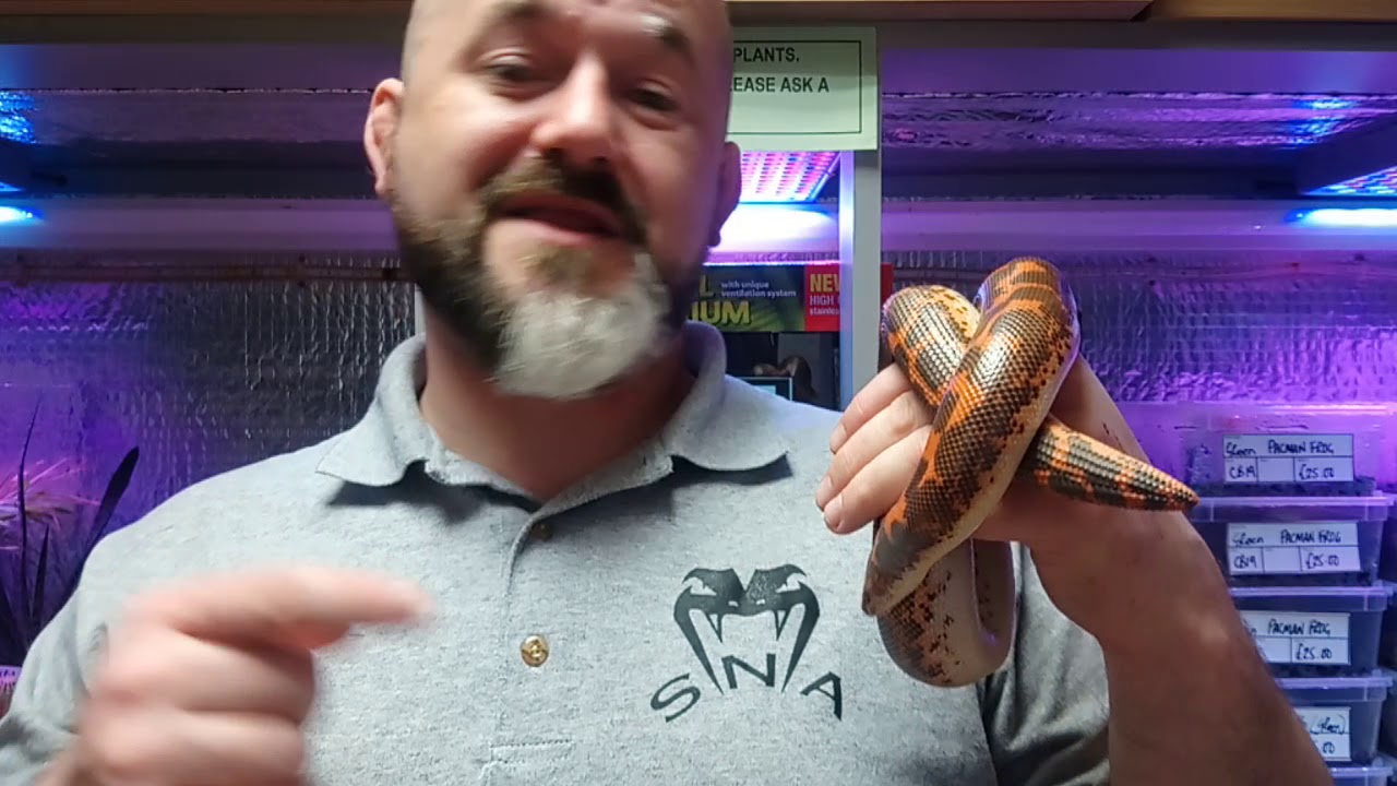camera iphone 8 plus apk S'N'A Introducing Series : Episode 29 - Kenyan Sand Boa (Gongylophis colubrinus)