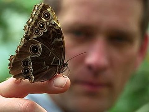 Видео: Метаморфози на разнообразието