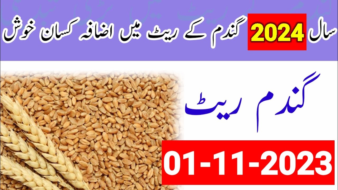 New Wheat rate in punjab pakistan | Gandum k rate | Gandam price - YouTube