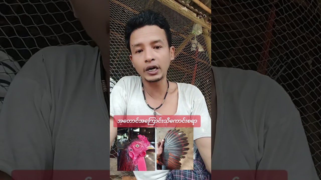 အတောင်ကပြောသောကြက်တို့ရဲ့ခွပ်လမ်း