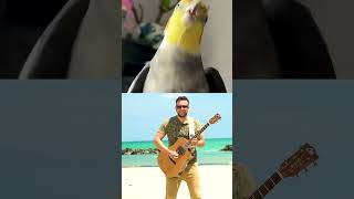 Ducks Go CRAZY Dancing to Cockatiel EDM Beat 🦆🎶 Kiffness Style Banger!