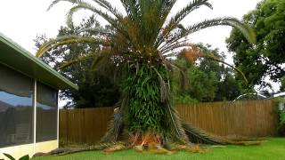 Trimming a date palm timelapse and shoutout