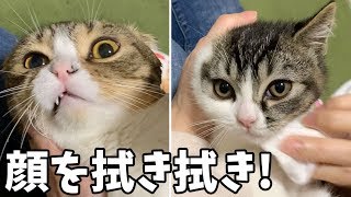 イケメン親子のフェイスケアに密着！【パパ猫・子猫】