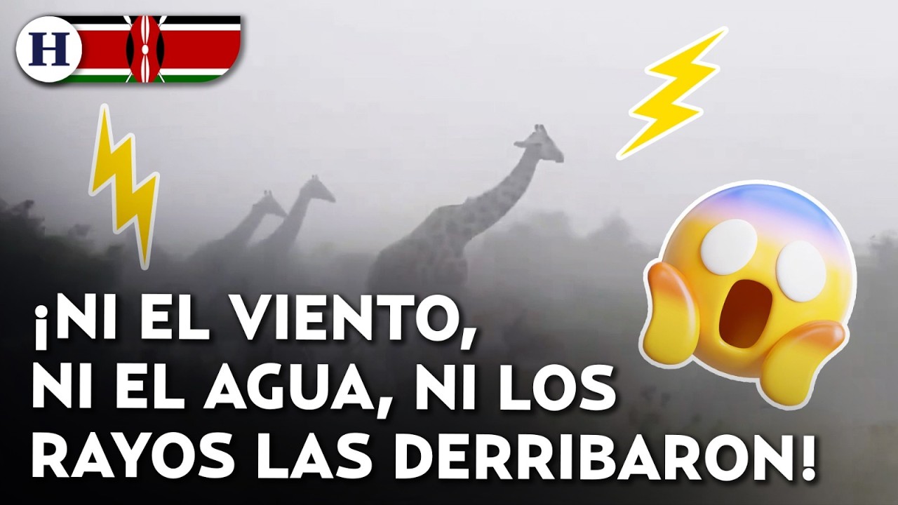 ¡Firmes hasta el final! Familia de jirafas se vuelve viral tras resistir el impacto de una tormenta
