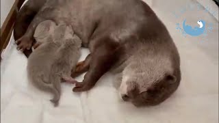Otter Mother's Love For Her Babies    #Shorts