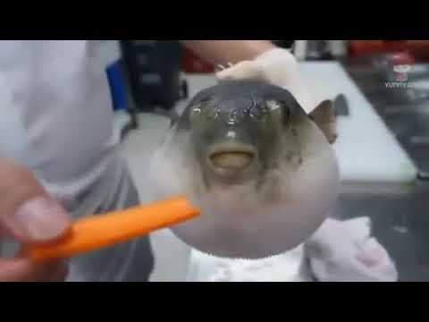 Pufferfish eats a carrot (real ending)