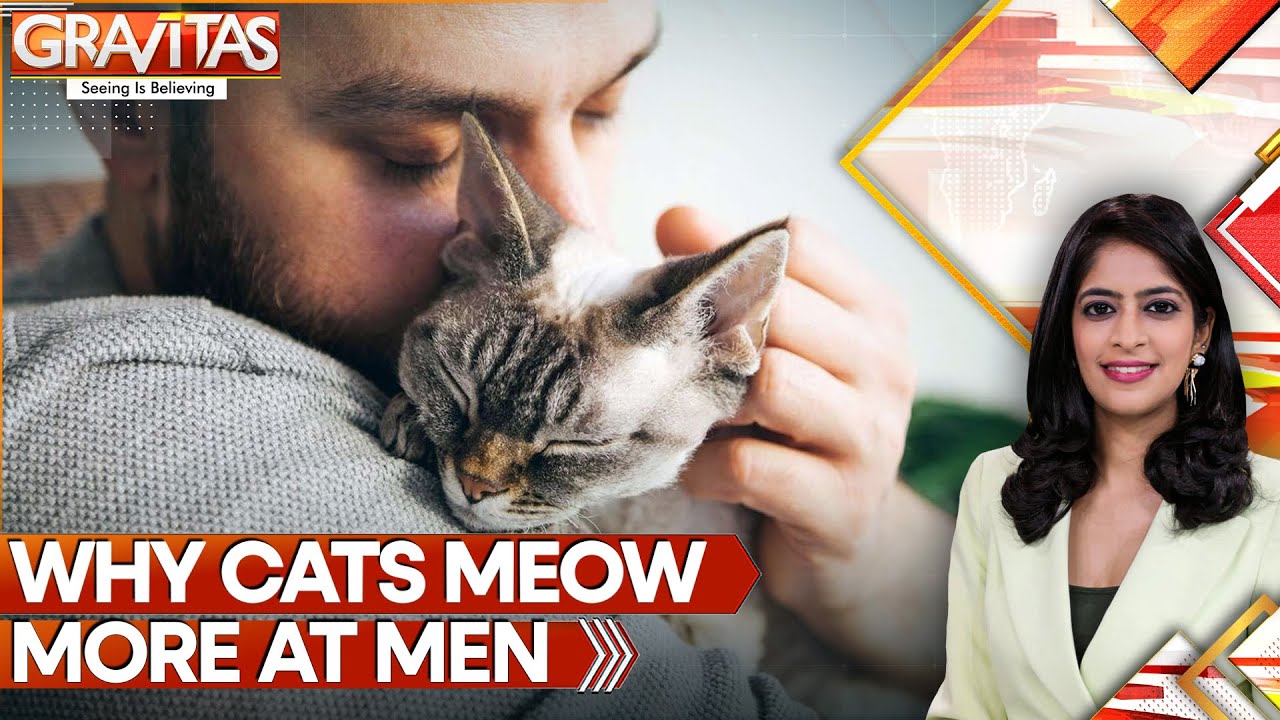 Why Your Cat Meows at You, Especially If You Are Male? | GRAVITAS