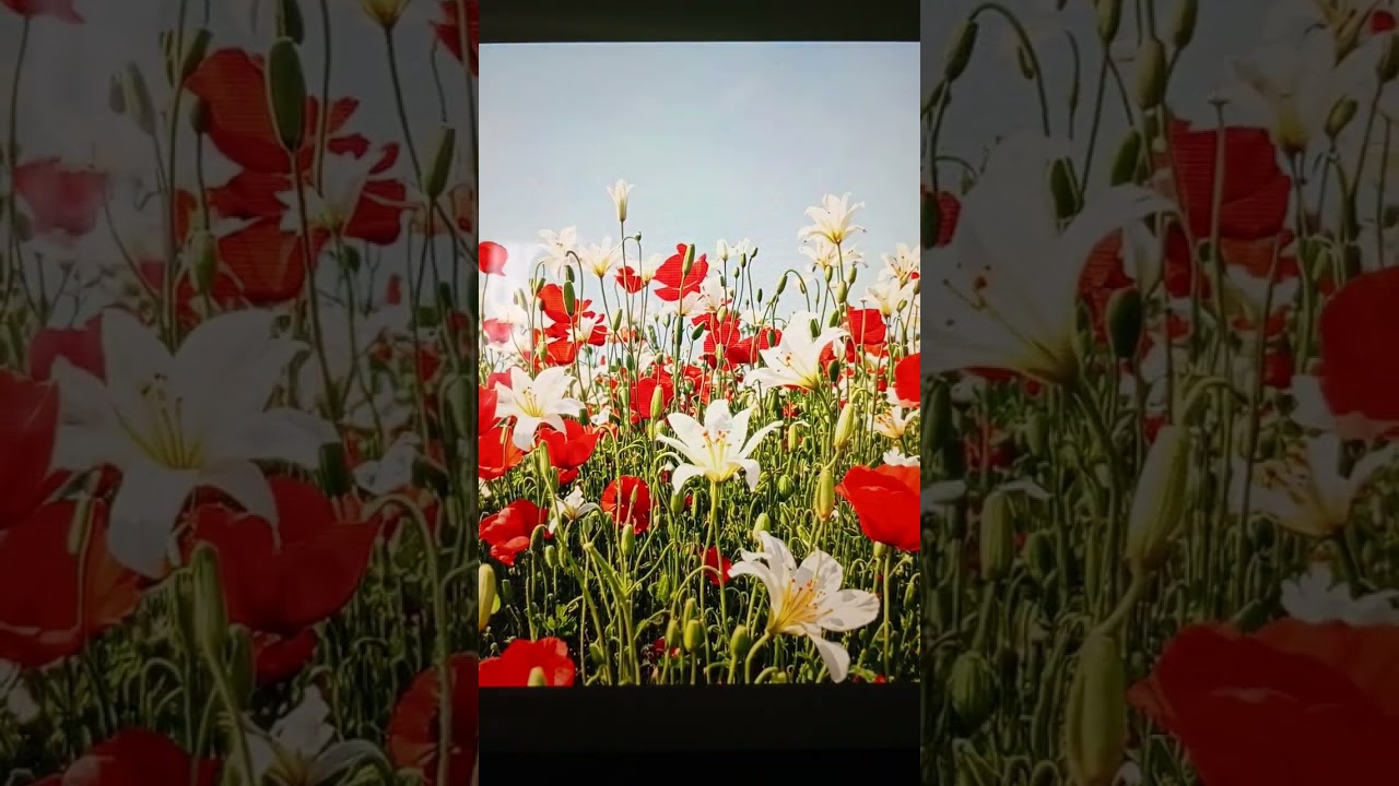 Oração que remove programas inconcientes de vícios de drogas e sexuais