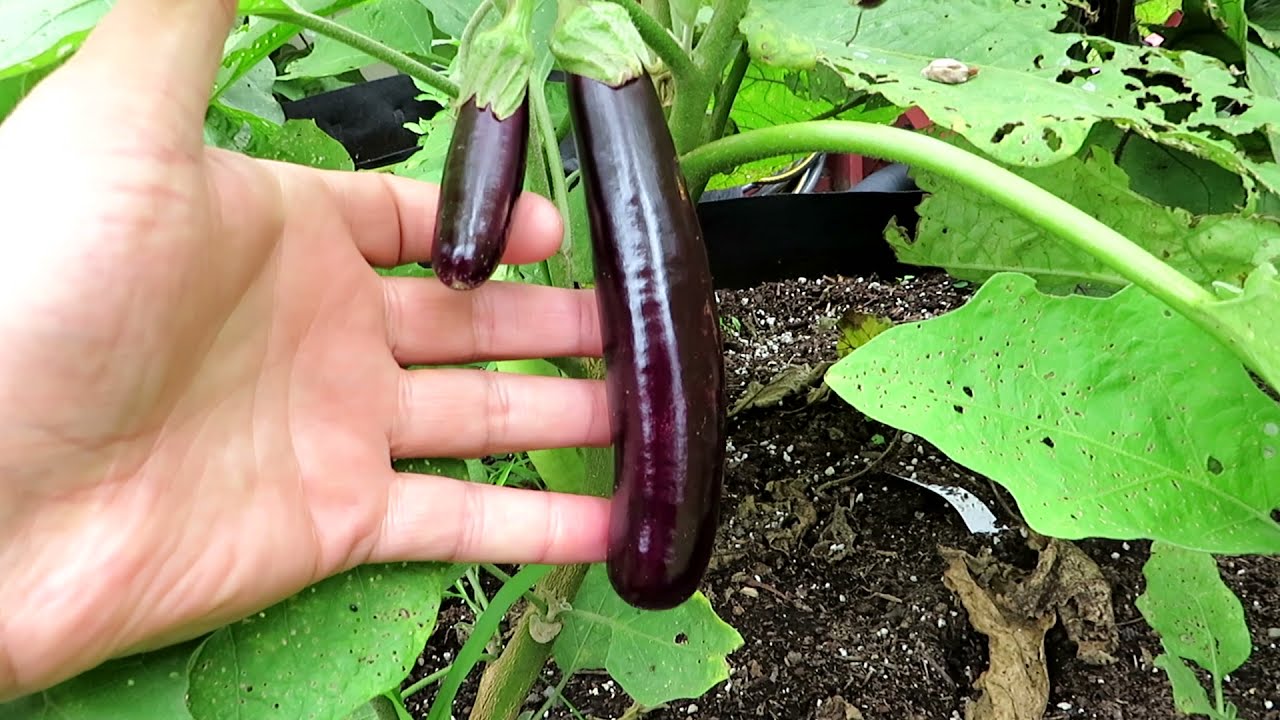 Little Fingers Eggplant Purple and Prolific! YouTube