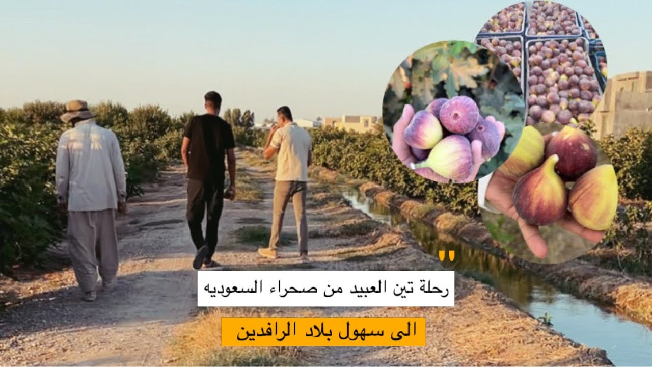 شخص ينشأ مزرعة