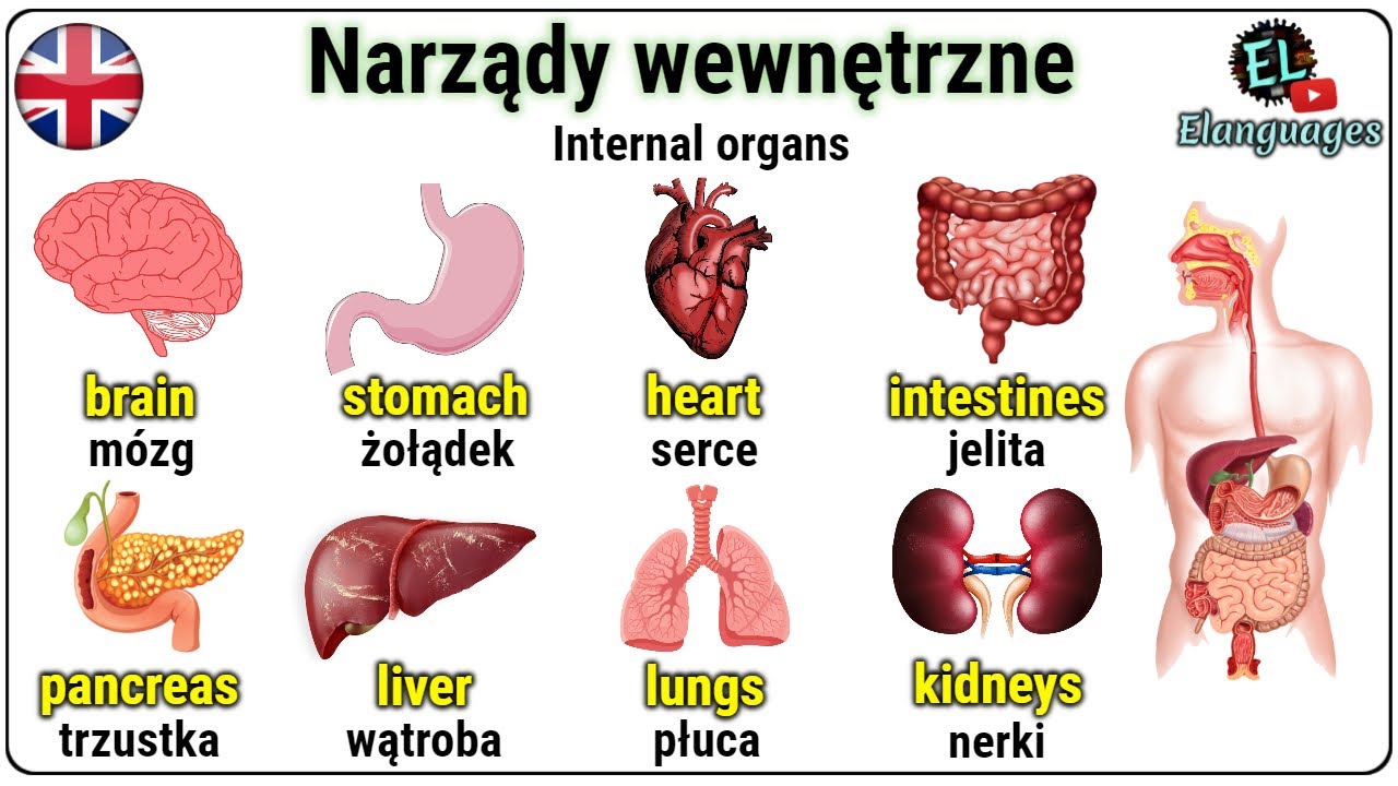 Wyjaśnij Jakie Znaczenie Dla Ludzkości Miało Wynalezienie Pisma Organy i narządy wewnętrzne człowieka po angielsku - Internal organs in