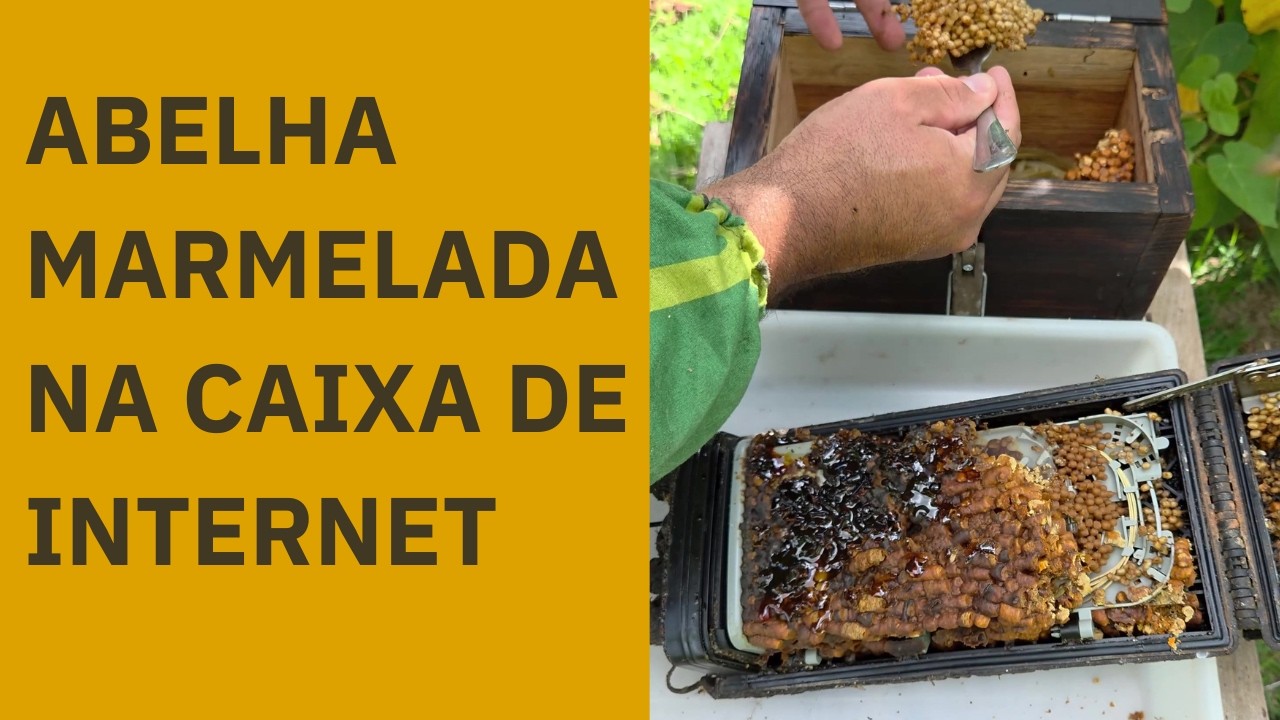 MARMELADA - TRANSFERÊNCIA E DIVISÃO