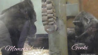 Wanting To Touch The Baby, Momotaro Father And Kintaro Brother Approach The Baby And Stare At It