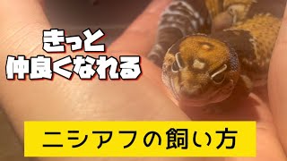 きっと仲良くなれるニシアフの飼い方【ニシアフリカトカゲモドキ】