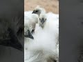 Silky#hens#chicks#foryoushorts