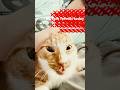 Funny cats