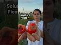 टमाटर की फसल में भारी नुकसान पहुँचा || Tamatar me bhari nukshan || Heavy losses in tomato crops ||