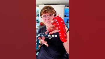 World’s Largest Gummy Worm