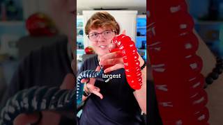 World’s Largest Gummy Worm Resimi