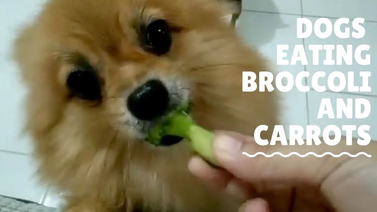 Dogs Eating Broccoli and Carrots Vegetables For Dogs YouTube