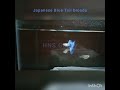 #HNSGuppy #guppyparent #broods #their #juveniles #for #sale #aquarium #millionfish #guppy #hossiest