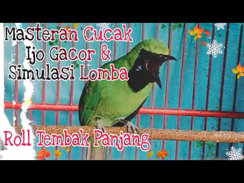 Masteran Cucak Ijo Gacor Isian Tengkek Dan Simulasi Lomba
