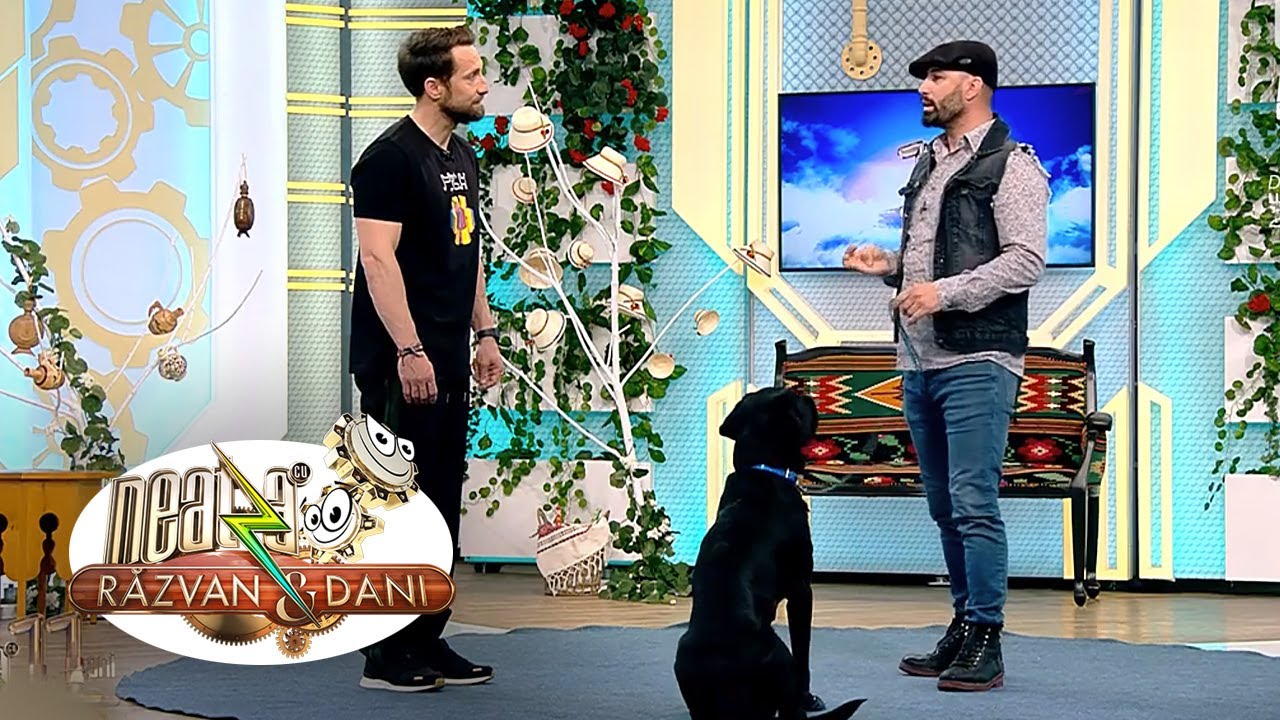 Lecția de dresaj. Cum ajunge un câine să asculte doar de stăpân emisiune antena 1