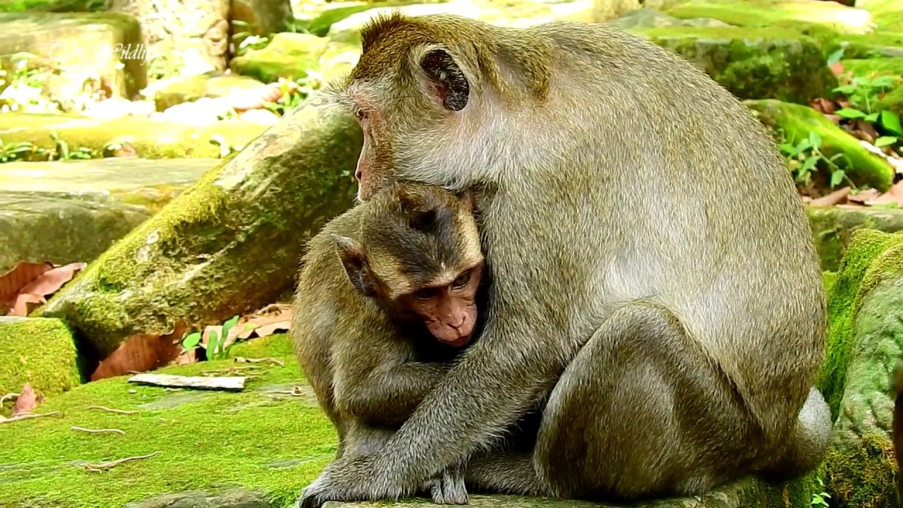 Cute baby David is angry & crying drama requesting milk/ Mom Diamond agrees her baby milking.