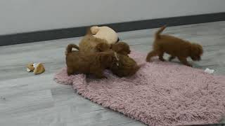 Blue Diamond Cara F1 Cavapoos Puppies