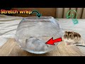 Can a hamster get out of the aquarium if it is wrapped with Stretch wrap? 🐹