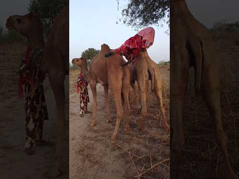 انظر إلى التصرفات الغريبة لهذه الفتاة وكيف تحاول الجلوس أثناء القفز من الحساب إلى الجمل الآخر