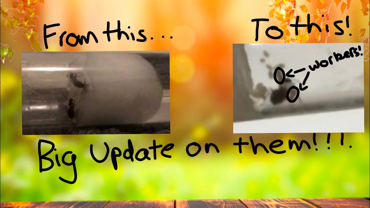 My PROGRESS of my ant queen! - YouTube