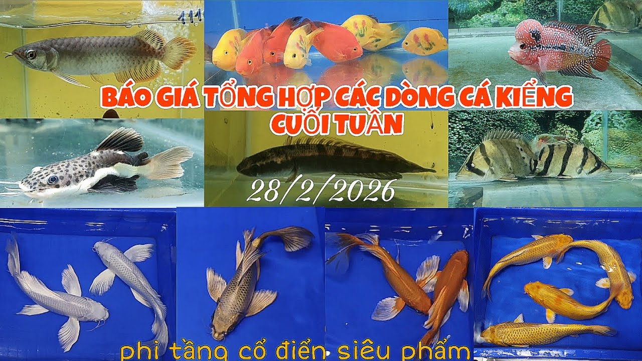 BÁO GIÁ TỔNG HỢP CÁC DÒNG CÁ KIỂNG CUỐI TUẦN 28/2/2026...
