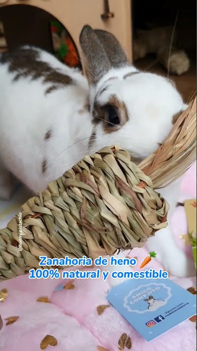 Amigo Conejito - PISTACHIO 💙 y su plato didáctico rosa 🥰🐰 ⭐JUGUETES PARA  CONEJOS ⭐ 🐰 Mordederos de manzano 100% naturales 🐰 Platos didácticos 🐰  Pelota porta heno 🐰 Mordederos decorativos Y