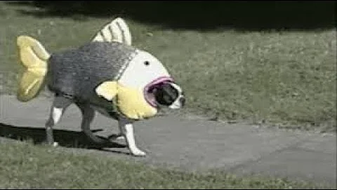 DOGS DRESSED UP IN COSTUMES - Dogs in Costumes Funny Compilation