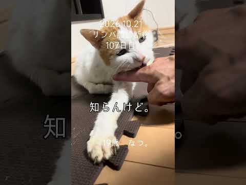#ナツパンチ #老猫 #ねこのいる生活 #シニア猫 #ねこ #cat #介護 #リンパ腫 #抗がん剤