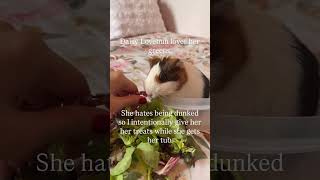 My breathing 😂 #allglorytoGod #guineapigmom #guineapiggy #furfriends #pets #bumblefoot #guineapig