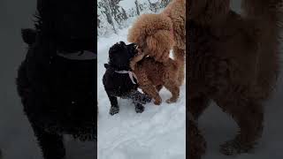 Red standard poodle and her puppies