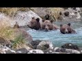 Haines Alaska; Grizzlies, Brown Bears, many many playful cubs!