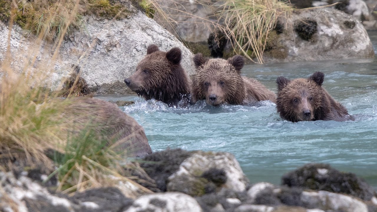 Haines Alaska Grizzlies Brown Bears Many Many Playful Cubs YouTube Haines Alaska Grizzlies Brown Bears Many Many Playful Cubs YouTube