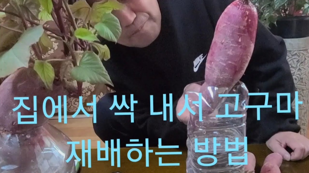 고구마 집에서 쉽게 싹 내서 화분에 키우고, 텃밭에다 재배하는 방법 (어렵지 않아요) - Youtube