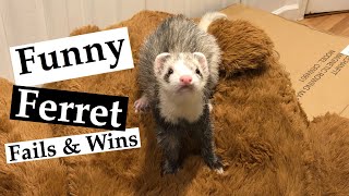 Funny Ferrets Fails & Wins