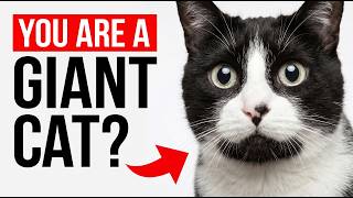 The [SECRET] Reality of What Your Cat Actually Sees When It