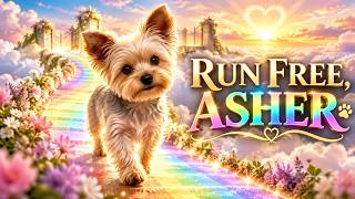 Details Rainbow Bridge Tribute For Asher Guide