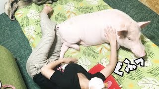 ミニブタと一緒に寝ると悲惨な結果になる事がわかる動画（間違えて消してしまったので再投稿してます）