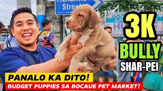 WOW! 3K AMERICAN BULLY SHAR-PEI! BUDGET PUPPIES SA BOCAUE PET MARKET DADALAHIN SA GROTTO PET MARKET by Nanay Karen & Tatay Chester Vlogs 6,234 views 1 month ago 18 minutes