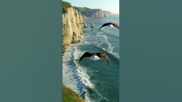 🦅🌊Navigating the Rugged Coastline of Eagle Island 9:16-6062 #aigc #Baldeagles #Cruising #Coastline