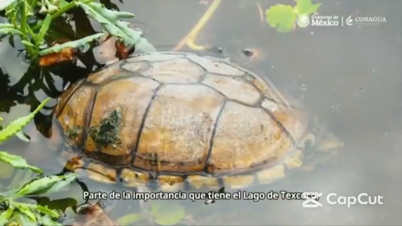 Recuperan el Lago de Texcoco y regresan las aves