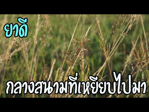 วีดีโอ: หญ้าเจ้าชู้เอเชีย